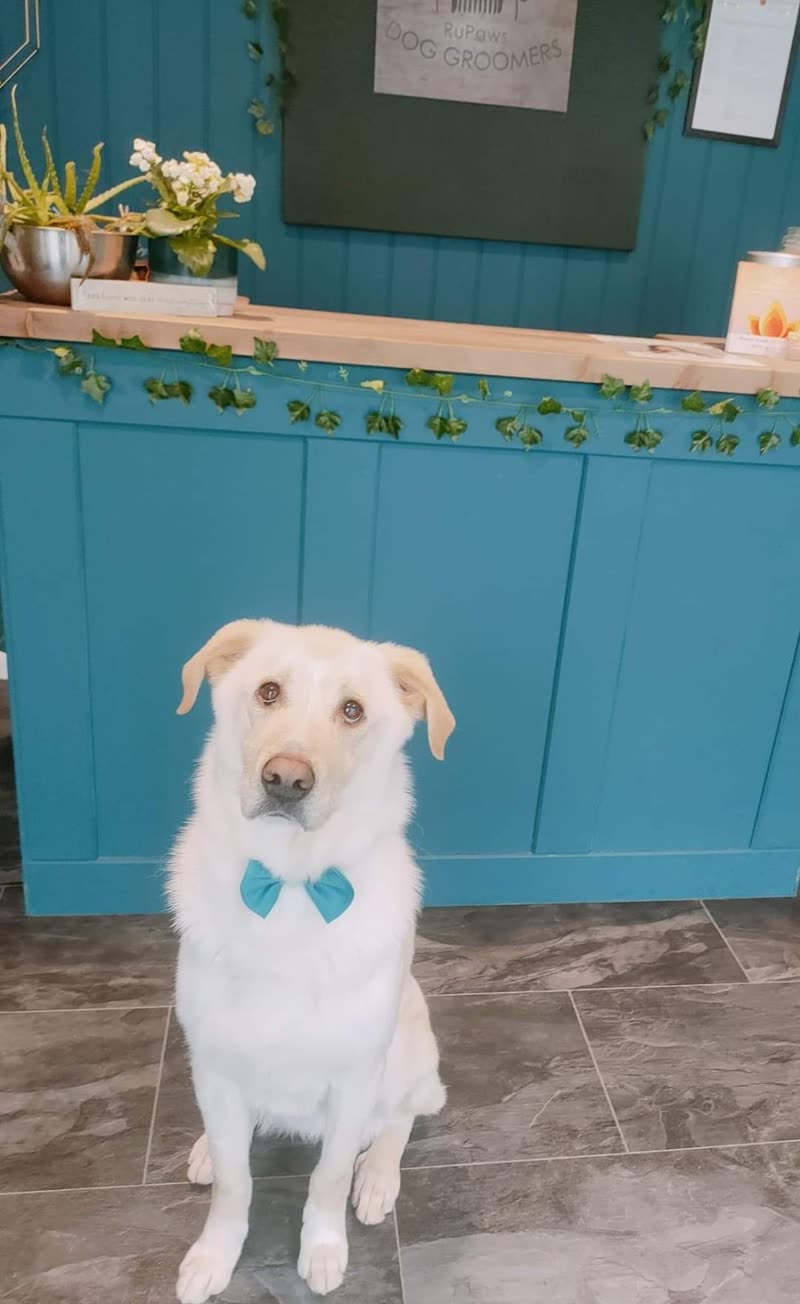 White Labrador in a blue bow tie in the RuPaws salon, teal counter, mirror and shelf plants behind