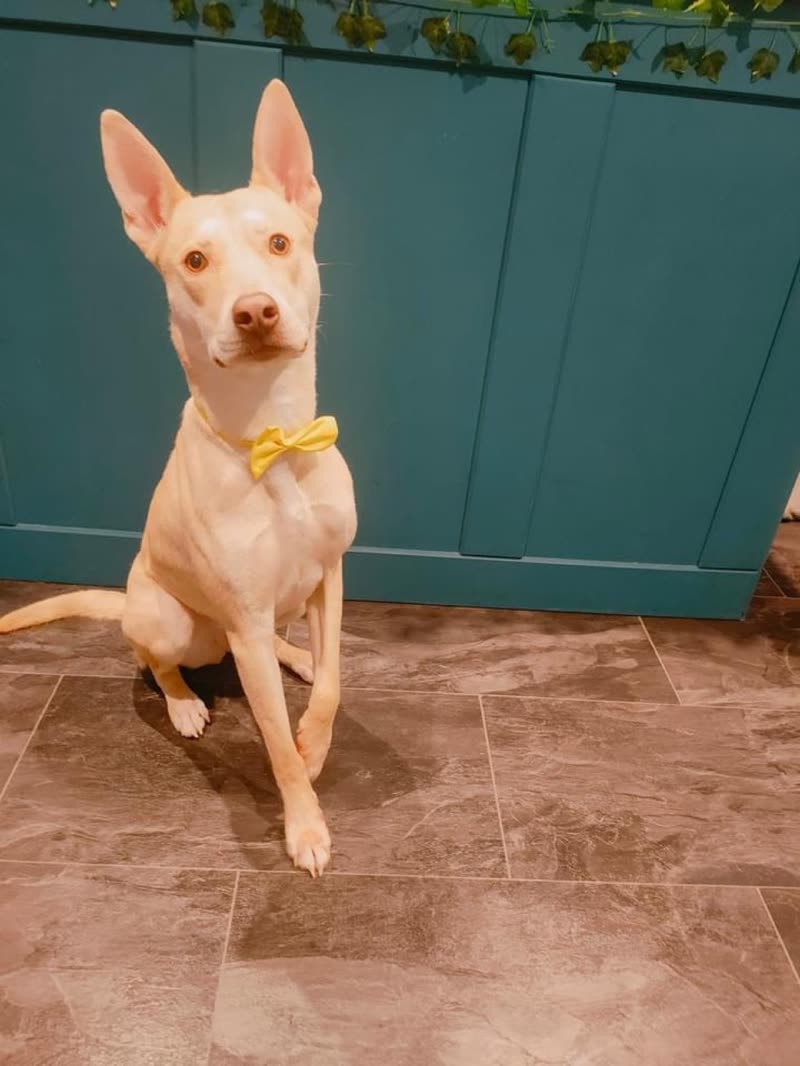 Short-coated tan hound in a yellow bow tie sitting upright in front of the teal salon counter