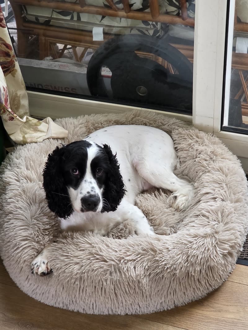 Black and white cocker spaniel resting in a fluffy round bed after a groom