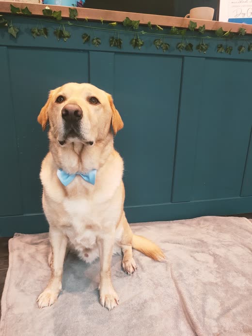 Freshly groomed yellow Labrador in a blue bow tie sitting on a pink mat at RuPaws