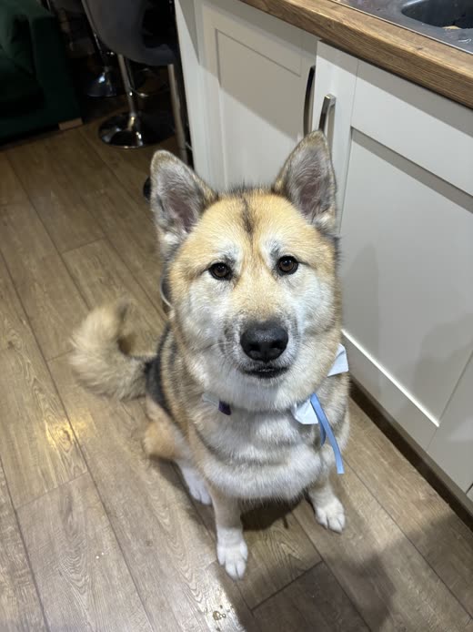 Groomed husky-cross wearing a blue bow looking up at the camera