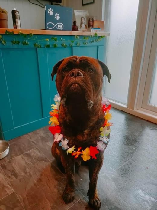 Brown French bulldog in a flower lei at the salon counter, cropped above the paw-print sign