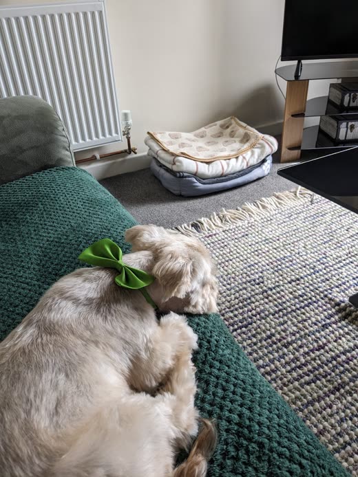 Groomed grey and white spaniel with a green bow curled up at home after its appointment